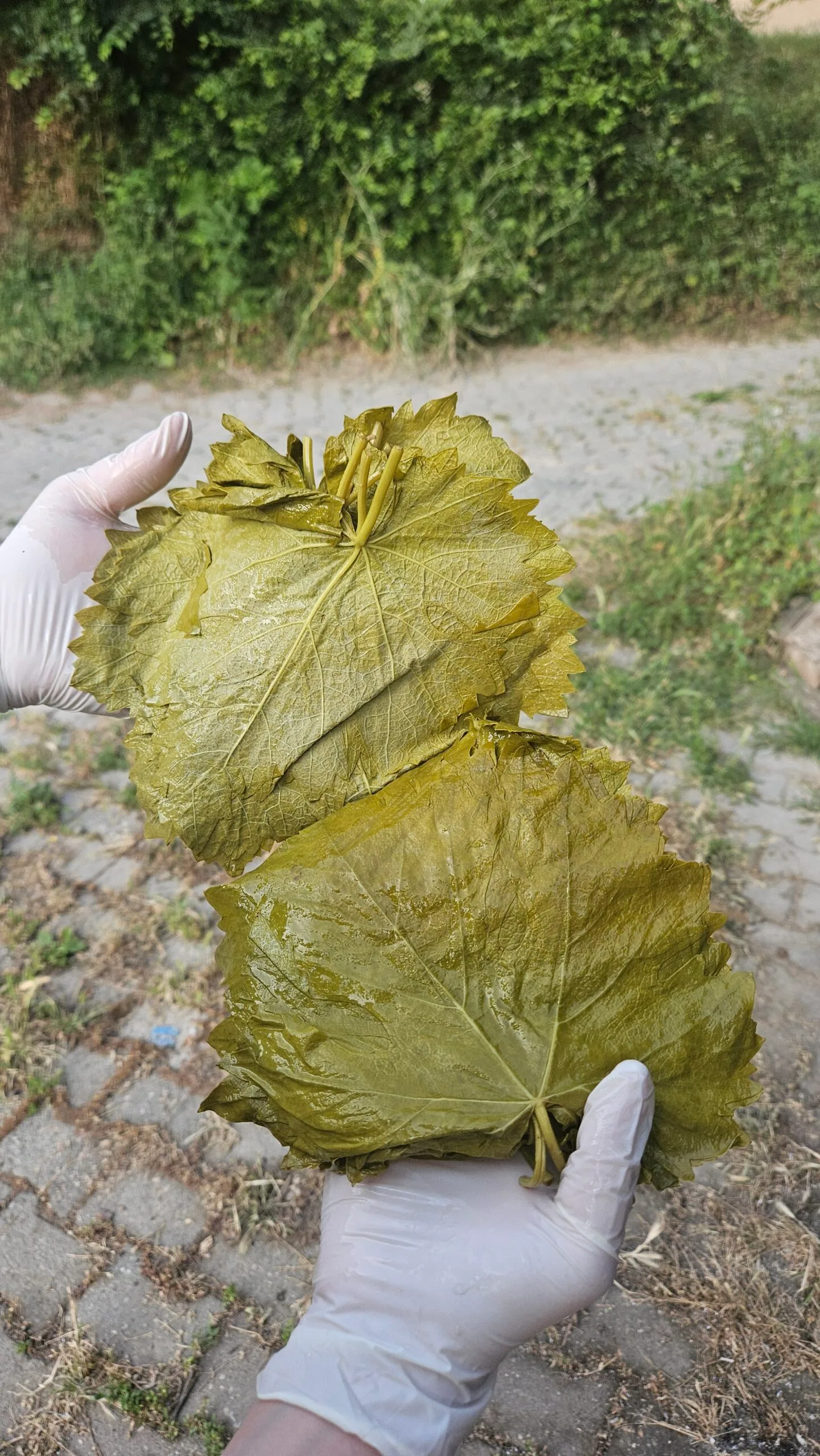 Tokat Erbaa'nın taptaze, incecik ve damarsız asma yaprağı.