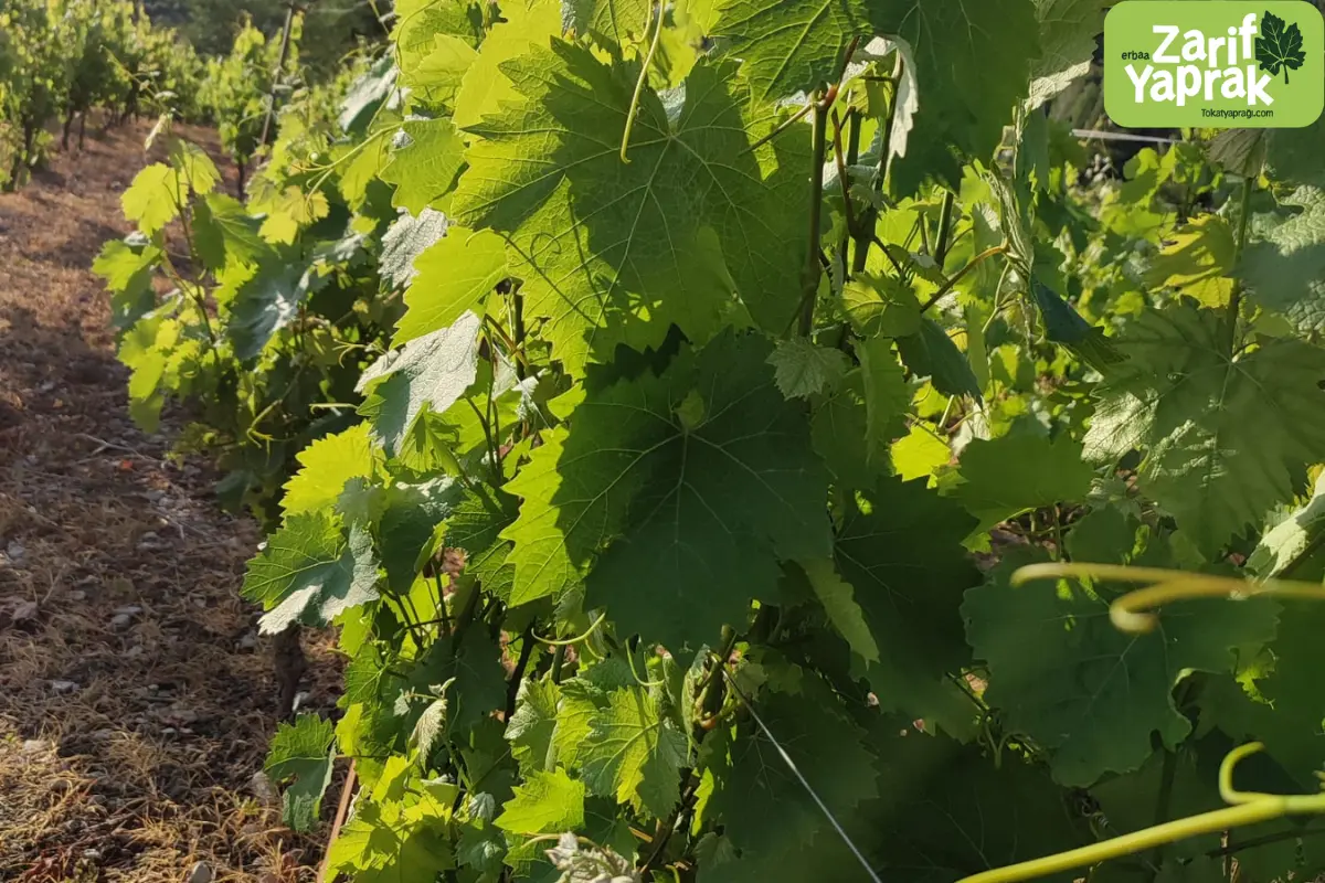 Asma Yaprağının Faydaları ve Sağlığa Etkileri 9 Asma yaprağının faydaları, diyet ve sağlıklı beslenme için önerilen yapraklar