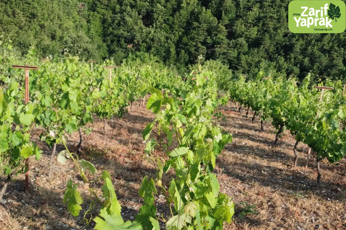 Asma Yaprağının Faydaları ve Sağlığa Etkileri 10 Asma yaprağının faydaları ve tüketim şekilleri, sağlıklı beslenme için doğal yapraklar