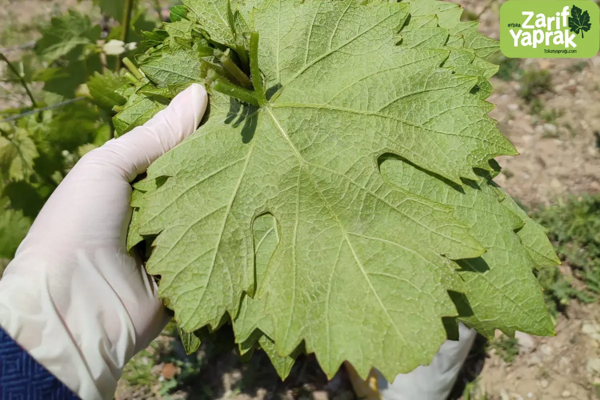 Asma Yaprağının Faydaları ve Sağlığa Etkileri 8 Asma yaprağının faydaları ve besin değerleri, sağlıklı beslenme için taze yaprak