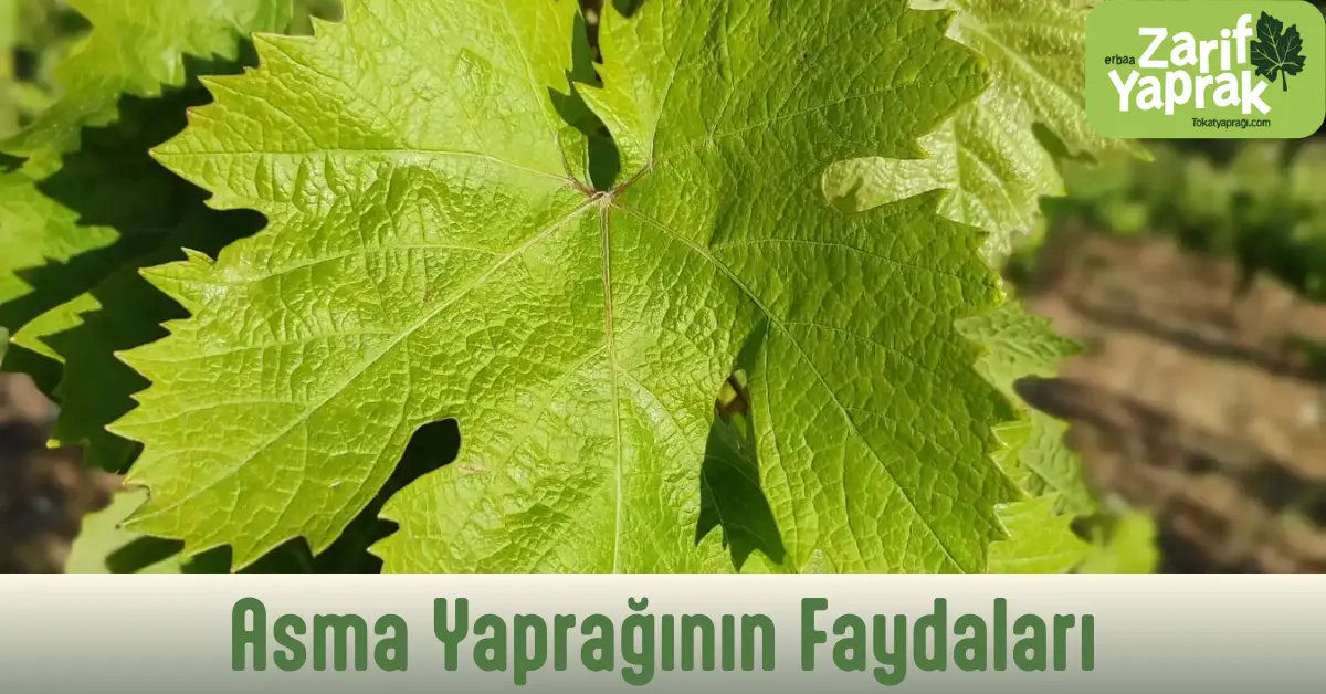 Asma yaprağının faydaları, bağışıklık ve sindirim desteği