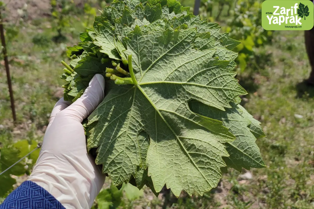 Asma Yaprağının Faydaları ve Sağlığa Etkileri 1 Asma yaprağının faydaları ve sağlıklı beslenme için kullanım