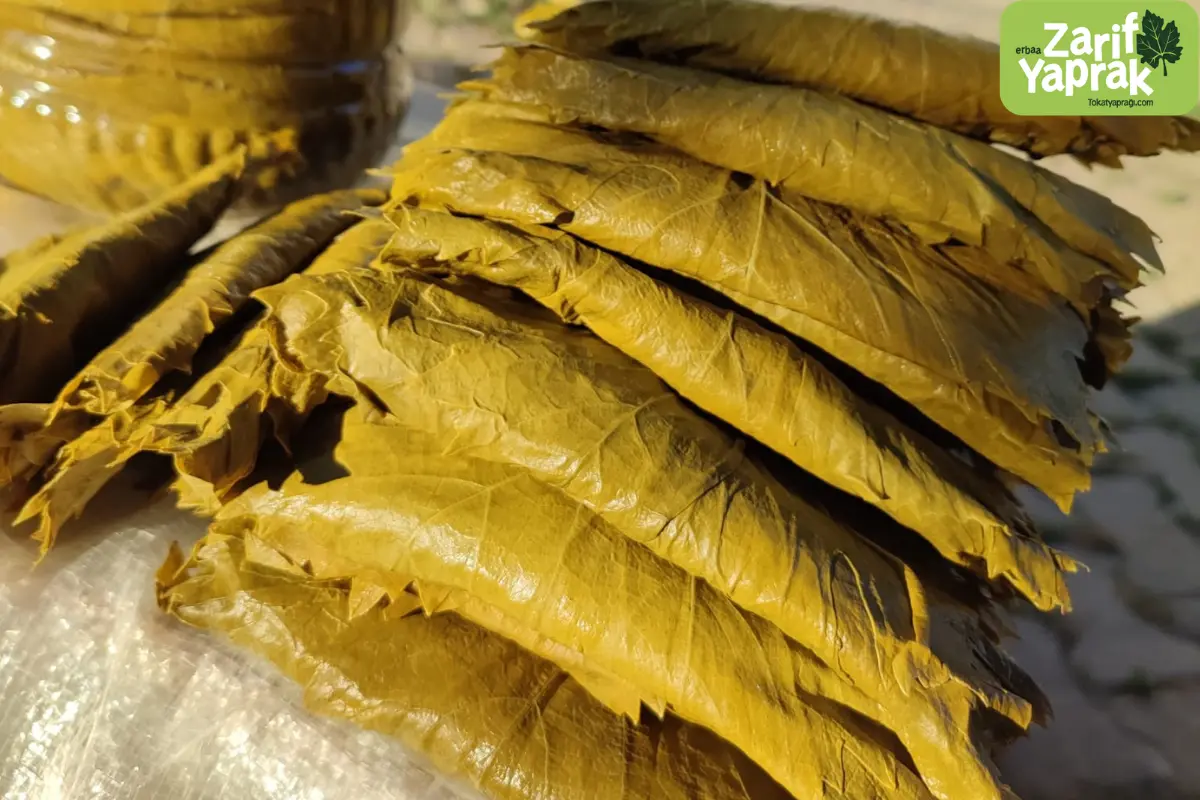 Tokat Yaprağı Özellikleri - Detaylı Rehber 3 A, C vitamini ve demir içeren Tokat yaprağı besin değerleri ile öne çıkar