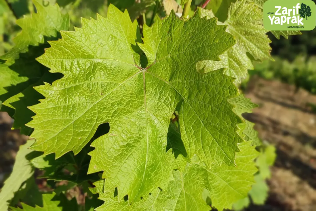 Tokat Yaprağı Özellikleri - Detaylı Rehber 1 Tokat yaprağı özellikleri ve fiziği