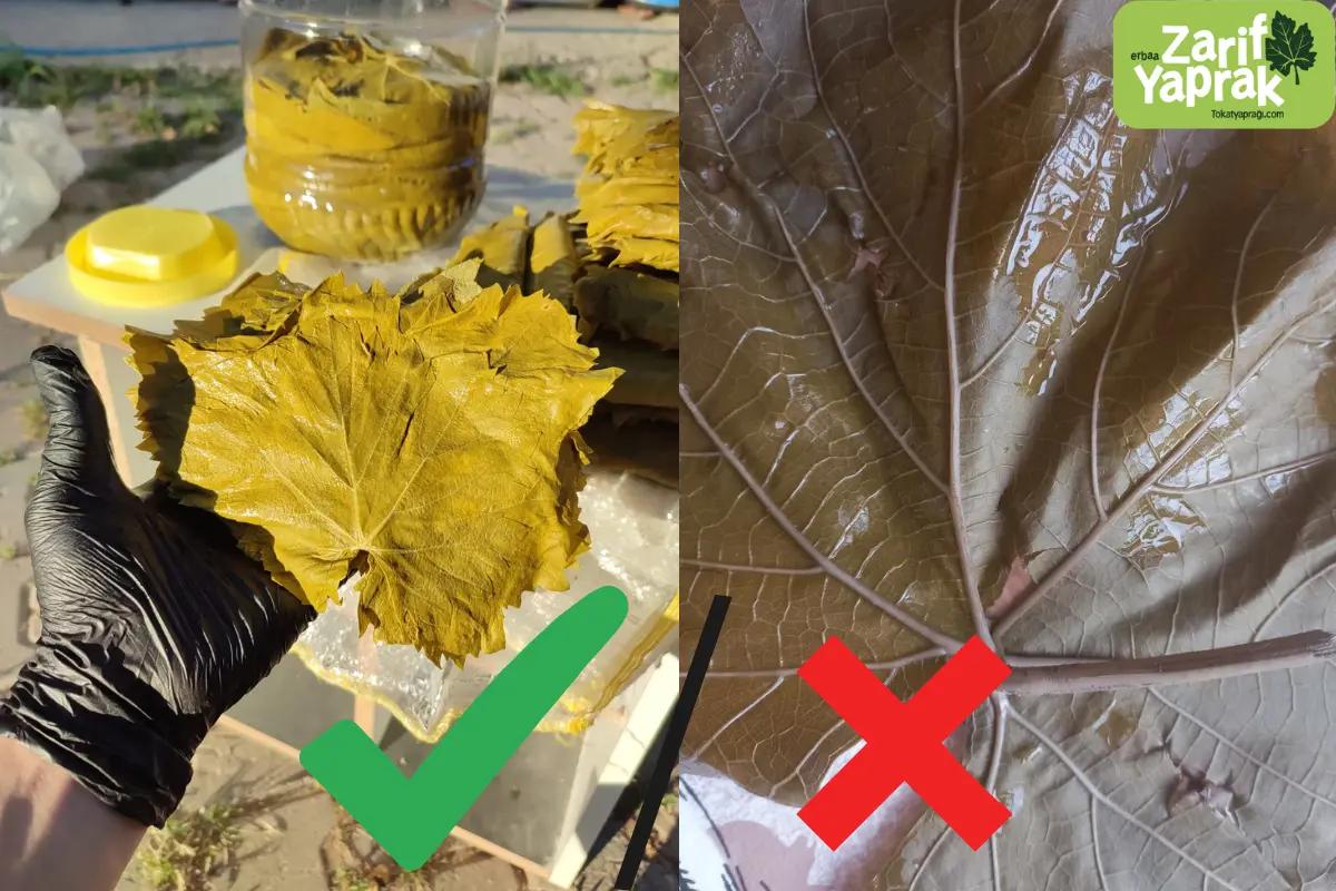 Tokat Yaprağı Özellikleri - Detaylı Rehber 2 Tokat yaprağı ve diğer bölge yapraklarının arasındaki fark