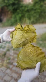 Sarma için ideal altın sarısı renginde, damarsız Tokat salamura asma yaprağı.