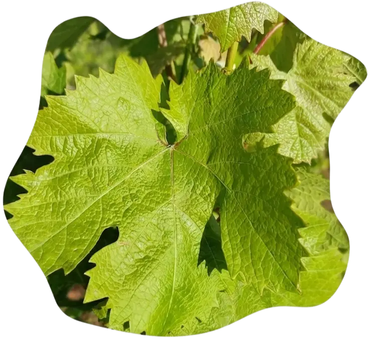 Dalında taze toplanmış ince ve damarsız Tokat Erbaa asma yaprağı.