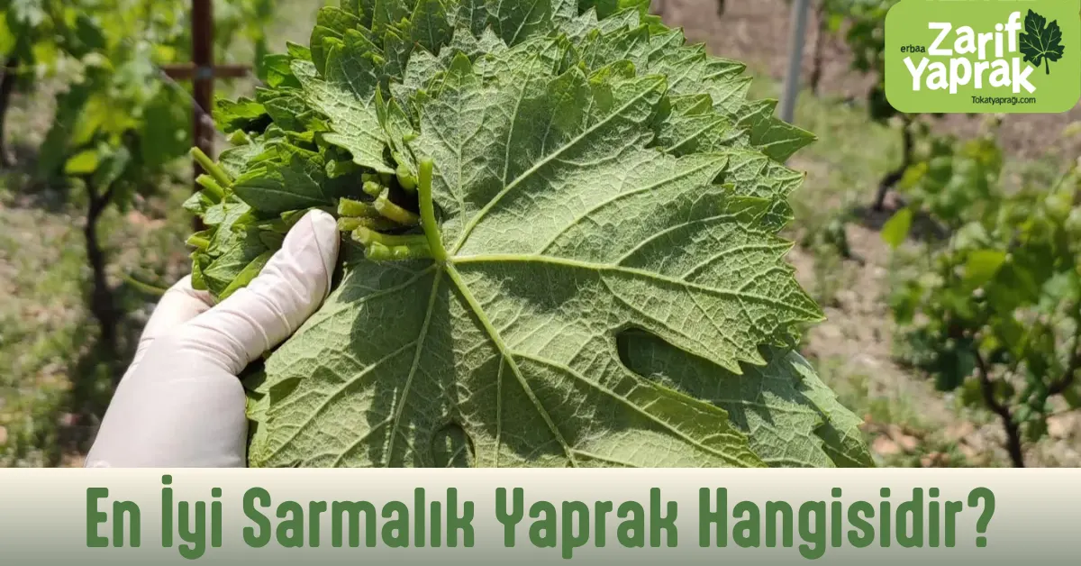 en iyi sarmalık yaprak