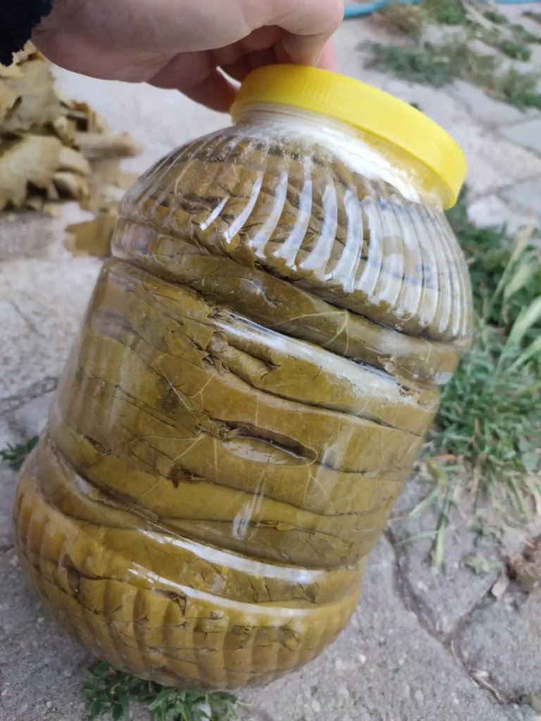 pet bidonda salamura yaprak saklama