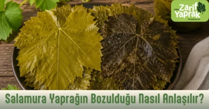 Salamura yaprağın bozulduğu nasıl anlaşılır ve belirtileri