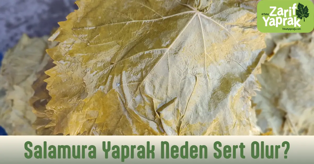 salamura yaprak neden sert olur sorusuna püf noktalar