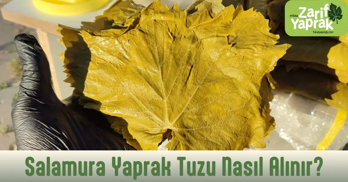 Salamura Yaprak Tuzu Nasıl Alınır, Ilık suda bekletilerek tuzu alınan salamura asma yaprağı
