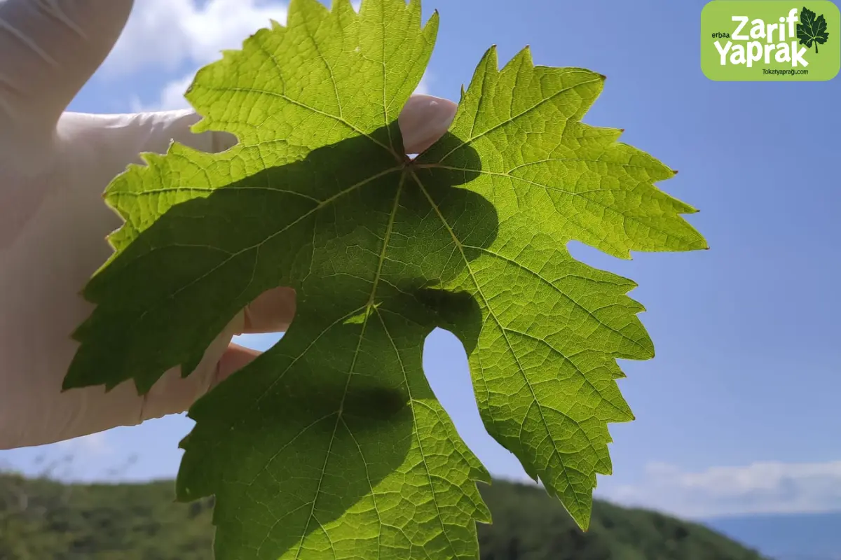 tokat yapragi ne zaman cikar