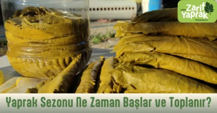 yaprak sezonu ne zaman olur?