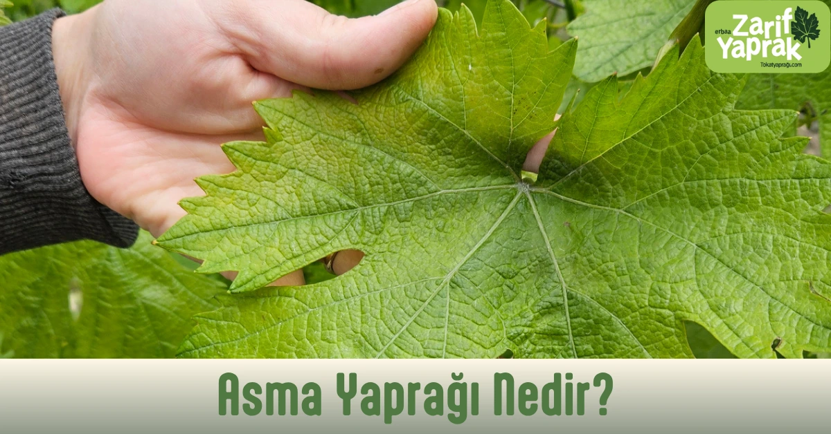 asma yaprağı nedir sorusunun cevapları