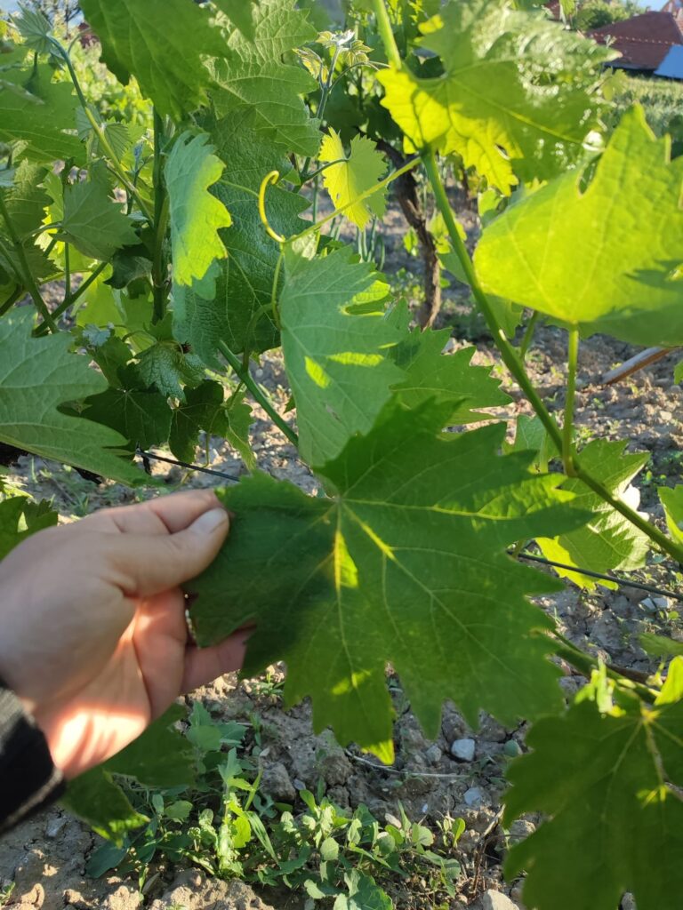 bag yaprak 1 1