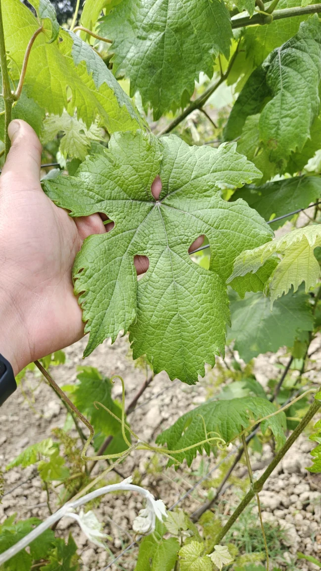 Erbaa'nın geçiş iklimi ve Yeşilırmak toprakları, yaprağa ince dokusunu verir.
