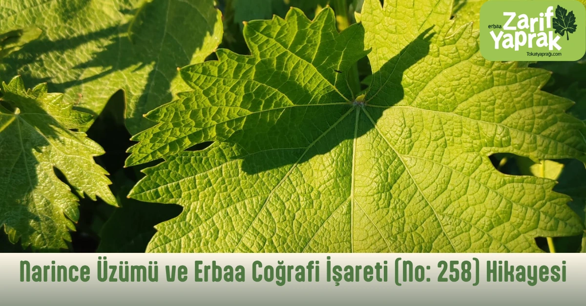 Erbaa'nın coğrafi işaret tescilli (No: 258) Narince bağ yaprağı.
