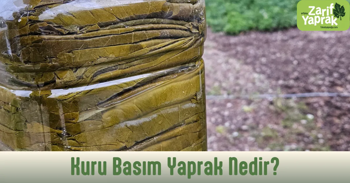 kuru basım yaprak nedir