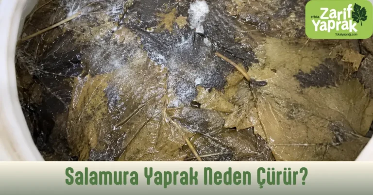 Salamura yaprak neden çürür? soruna cevaplar.
