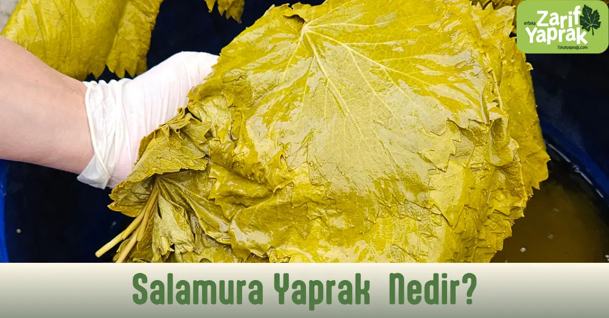 salamura yaprak nedir Mevsiminde toplanan taze yaprak, salamura ile kışın ortasında bile elinizin altında.