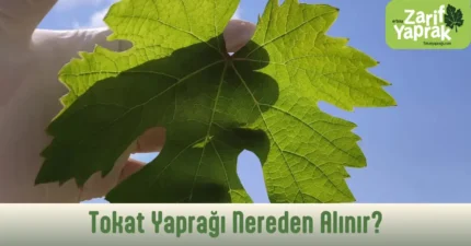 Tokat yaprağı nereden alınır sorusunun cevabı üreticidir; Erbaa Narince bağlarından taze ve ince salamura yaprakları doğrudan güvenle temin edebilirsiniz.