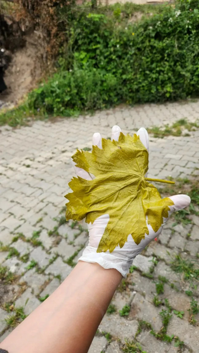 Kaliteli salamura yaprağının ince damarlı ve yumuşak dokusu yakından görülüyor.
