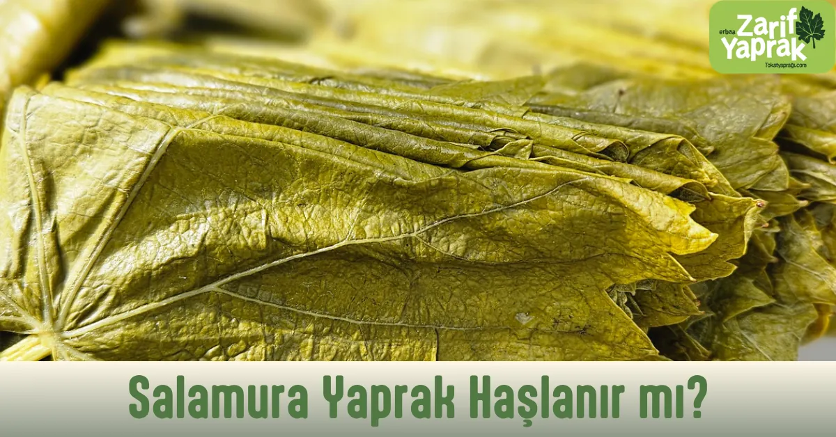 Salamura yaprak haşlanır mı sorusunun cevabı yaprağın inceliğinde gizli: ince Narince yaprağı haşlama gerektirmez.