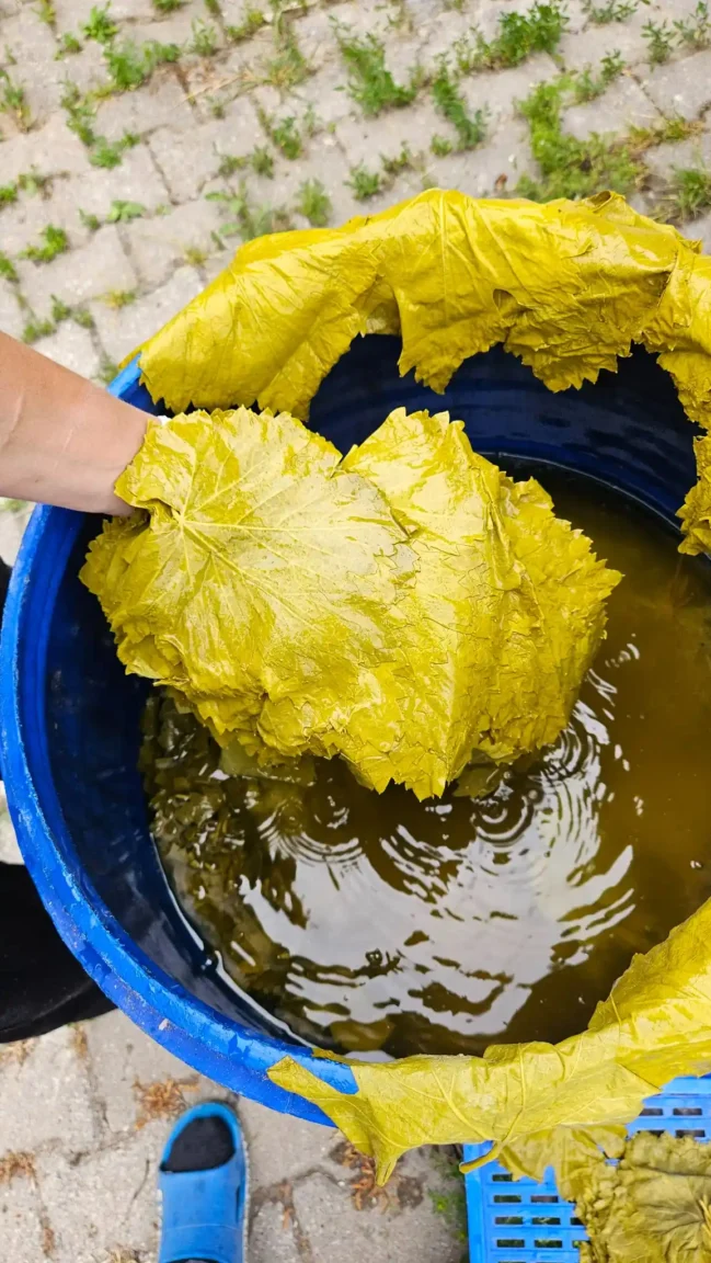 Olgunlaşan salamura yapraklar kullanım öncesi salamura suyundan çıkarılıyor.