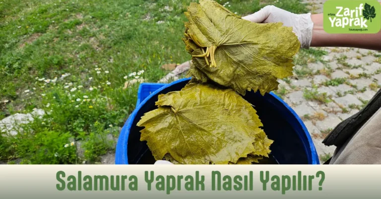 salamura yaprak nasıl yapılır sorusuna üreticiden baştan sona içerik.