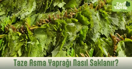 Taze asma yaprağı nasıl saklanır – destelenmiş taze sarmalık yaprak yığını, Zarif Yaprak
