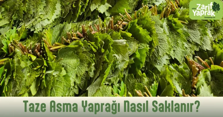 Taze asma yaprağı nasıl saklanır – destelenmiş taze sarmalık yaprak yığını, Zarif Yaprak