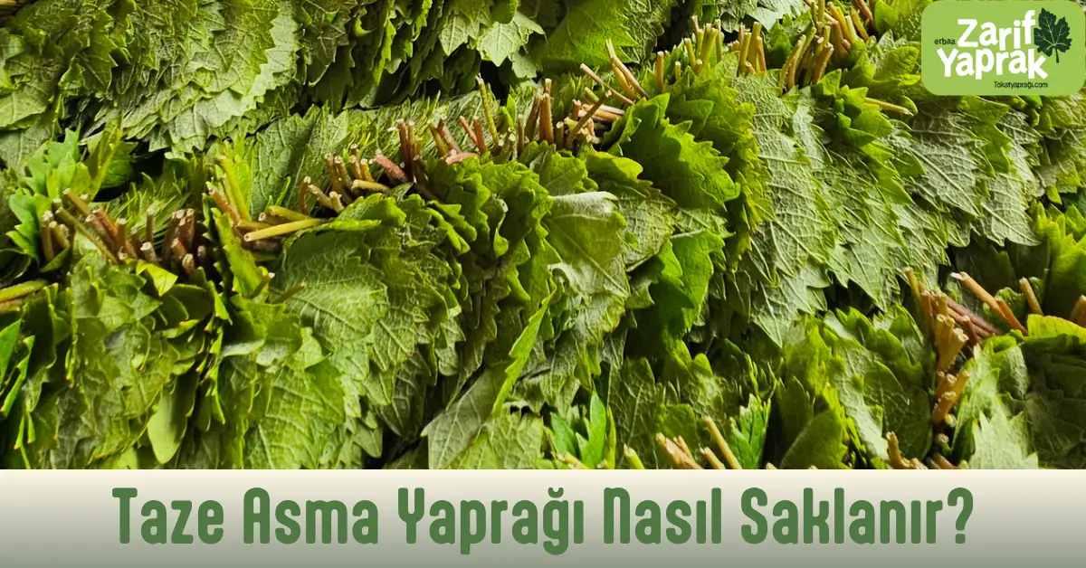 Taze asma yaprağı nasıl saklanır – destelenmiş taze sarmalık yaprak yığını, Zarif Yaprak