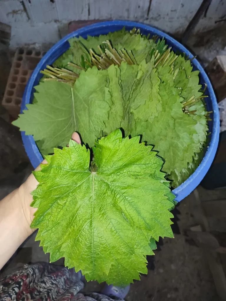 Salamura yapımında kullanılan taze Tokat Erbaa Narince asma yaprağı.