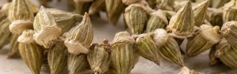 Taşova'da ipe dizilerek kurutulan çiçek bamya taneleri