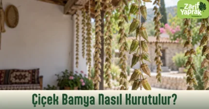 Taşova'da sundurma altında ipe dizili asılarak gölgede kurutulan çiçek bamya