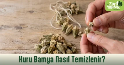 Kuru çiçek bamyanın şapkası elle çevrilerek koparılıyor, arkada ipe dizili bamya demeti