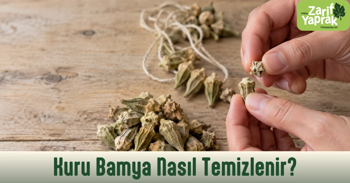 Kuru çiçek bamyanın şapkası elle çevrilerek koparılıyor, arkada ipe dizili bamya demeti