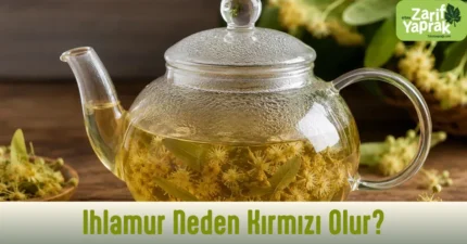 Cam demlikte altın sarısı renkte demlenmiş ıhlamur çayı ve kuru ıhlamur çiçekleri